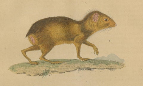 Tropical Rodents: The Agile Agouti and the Spotted Paca, 1845, close-up 2