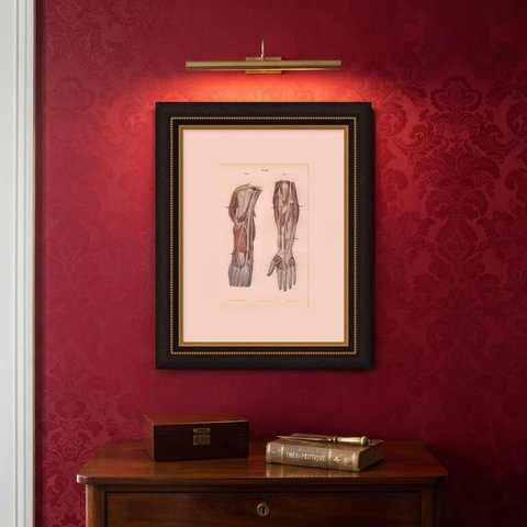 The Humerus and the Nerve Trunks of the Arm, Hirschfeld Anatomy Print, 1866, shown framed on a wall