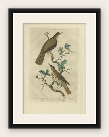 Antique Bird Print of the Fieldfare by Sepp & Nozeman, 1770, shown framed