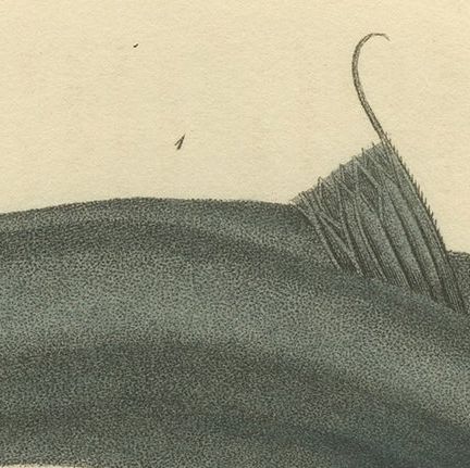 Antique Print with Hand Coloring of Catfish species, close-up 3