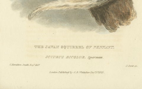 Antique Print with Hand Coloring of a Black Giant Squirrel or Javan Squirrel, close-up 3