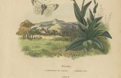 Pair of French Butterfly & Moth Engravings by E. Guérin, 1835, close-up 3