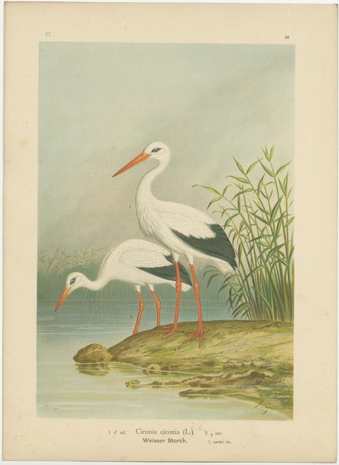 White Storks by the Water’s Edge, Elegant Antique Bird Chromolithograph c.1880, view 2