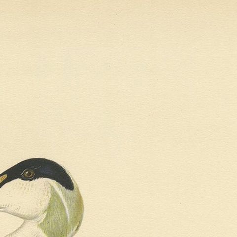 Antique Bird Print of the Female Common Eider by Von Wright, 1929, close-up 1