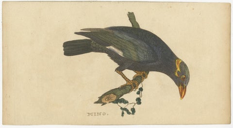 Set of 4 Antique Bird Prints, Dove, Condor, Mino, Dun Diver, 1815, view 4