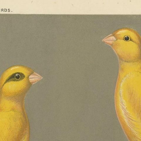Antique Bird Print of the Yorkshire Canaries Evenly Marked Yellow and Others, close-up 1