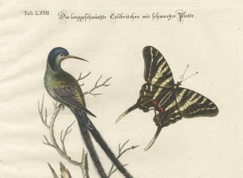 Long-Tailed Black-Headed Hummingbird and Butterfly Engraving by Seligmann, 1770, close-up 1