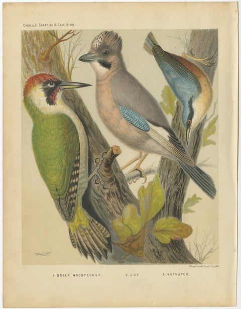 Antique Bird Print of the Green Woodpecker, Jay, Nuthatch, 'circa 1880', view 2