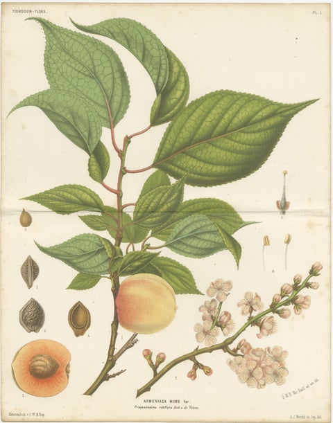 Antique Botanical Lithograph, Armenian Apricot, de Vriese, 1856, view 2