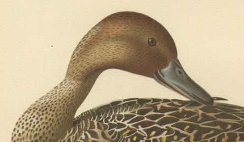 Vintage Pintail Duck Lithograph, Northern Pintail Anas Acuta, Sweden - 1929, close-up 3