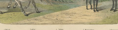 Antique Horse and Zebra Print with the Extinct Quagga, Kolb Mammals, circa 1890, close-up 2