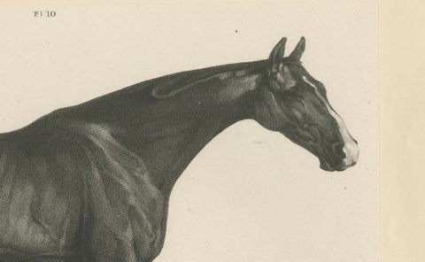Johnny & An Old Hunter, Pair of Antique Sporting Horse Lithographs c.1840, close-up 2