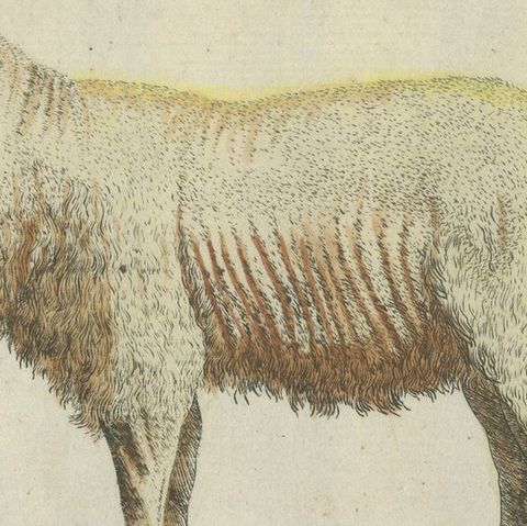 Patina Rich Hand Colored Antique Print of a Sheep and Ram, circa 1820, close-up 4
