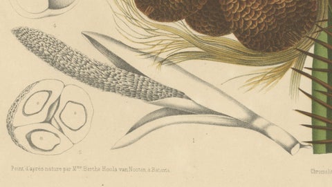 Antique Salak Palm Botanical Chromolithograph by Hoola van Nooten, c. 1880, close-up 6
