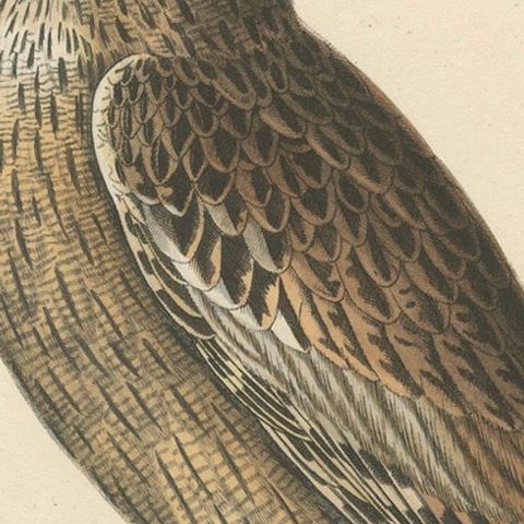 19th Century Ornithological Illustration of the Leschenault's Owl, 1838, close-up 5