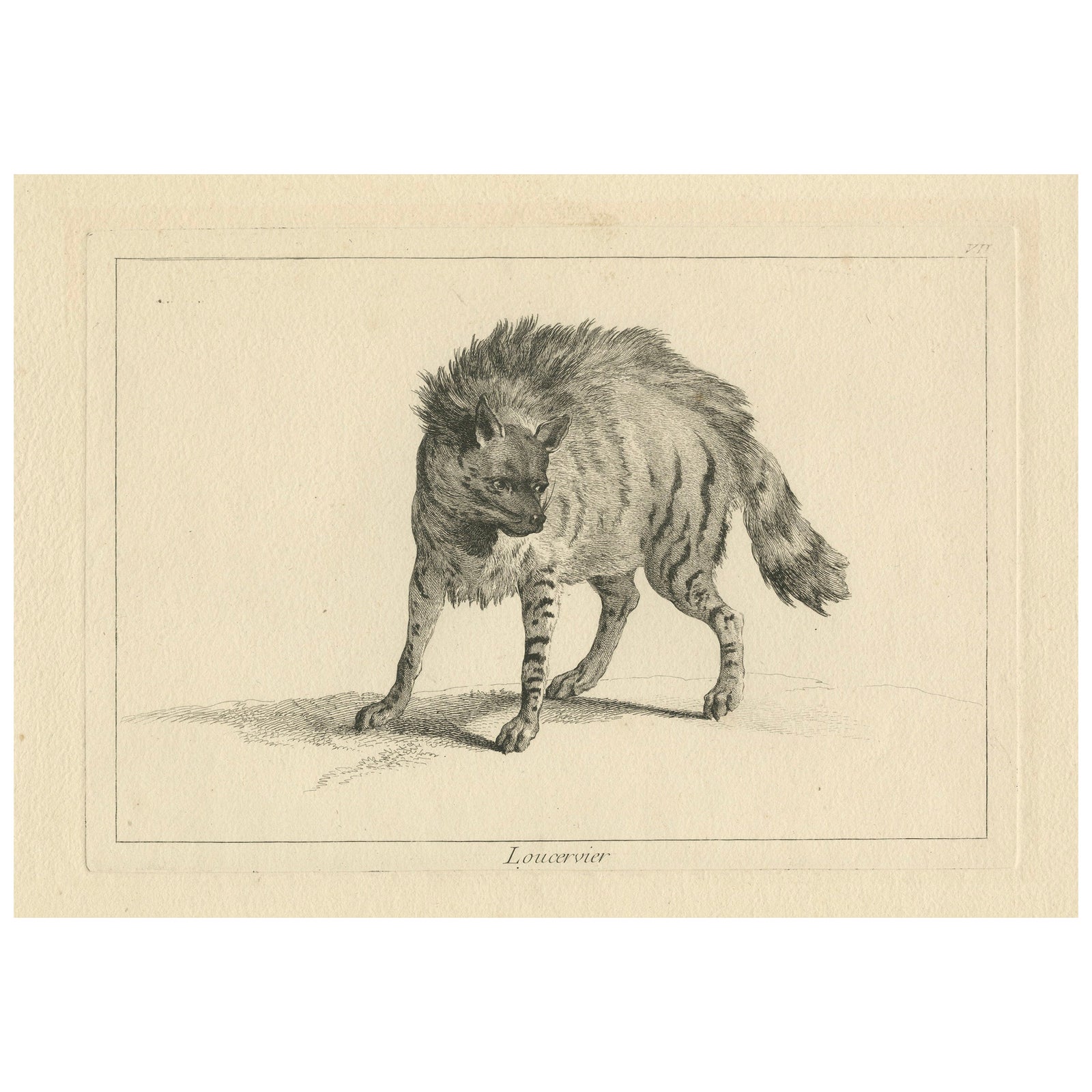 The Majestic Eurasian Lynx: A Detailed Etching - circa 1740