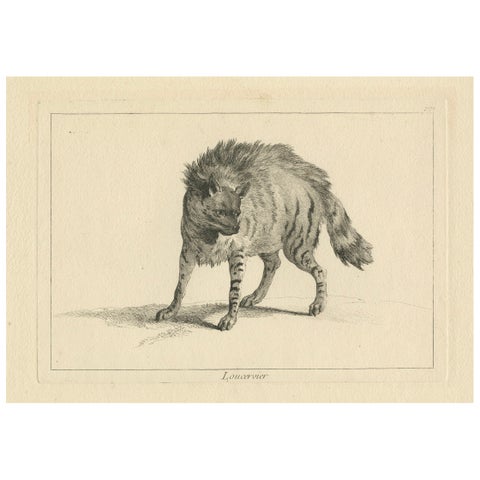 The Majestic Eurasian Lynx: A Detailed Etching - circa 1740