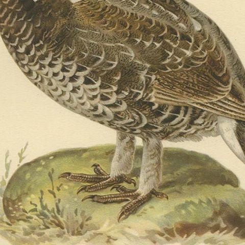 Antique Bird Print of the Black Grouse, 1929, close-up 2