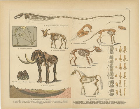 Antique Fossil Mammal Prints, Mastodon, Mammoth & Megatherium, c.1880, view 2
