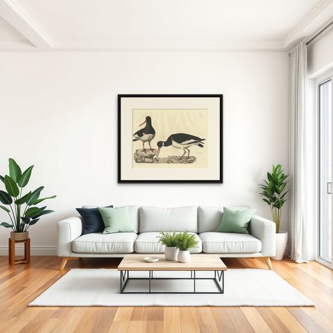 Seasonal Plumage of a Life Seize Engraving of the Common Oystercatcher, 1826, shown framed in a room