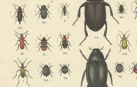 Beetles Print: Stag Beetle, Scarab, Longhorn & Jewel Beetles, Antique 1867, close-up 1