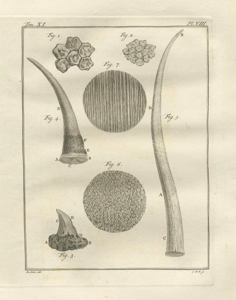 Antique Rhinoceros Horn Anatomy Engravings, Buffon Scientific Pair 1769, close-up 1