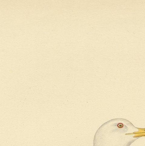 Antique Bird Print of the White-Winged Tern by Von Wright, 1929, close-up 1