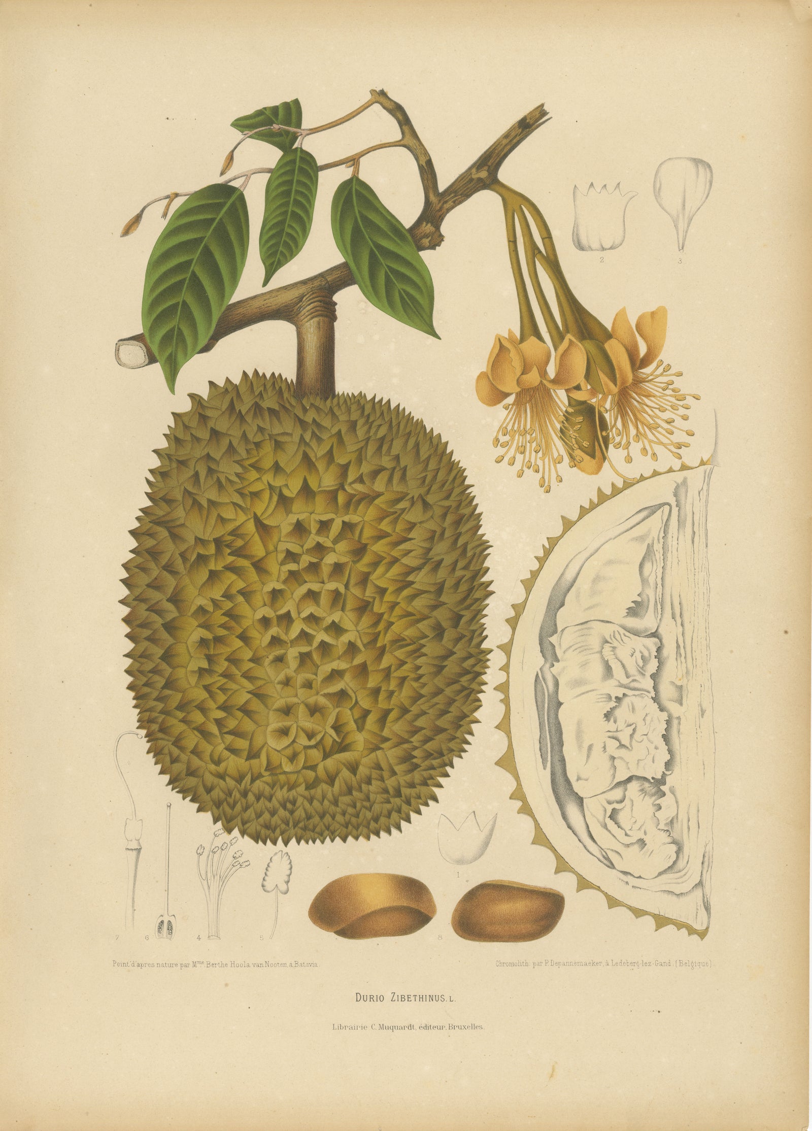 Antique Durian Botanical Chromolithograph by Hoola van Nooten, c. 1880
