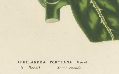 19th Century Botanical Lithograph of Aphelandra Porteana by Louis van Houtte, close-up 2