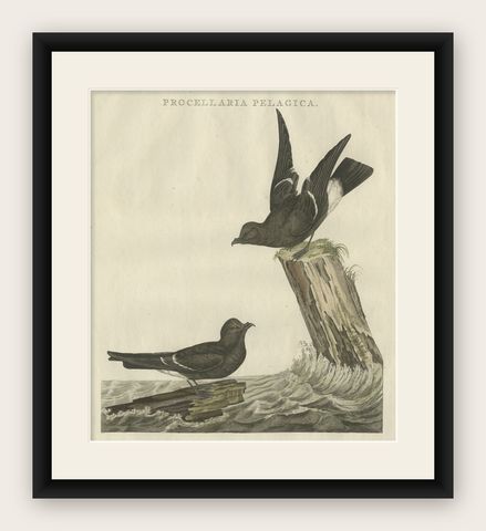 Antique Hand-Coloured Bird Print of the European Storm Petrel, 1797, shown framed
