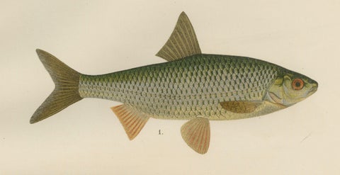 Rudd and Minnow - Elegant Freshwater Fish Lithograph from Scandinavia, 1895, close-up 5