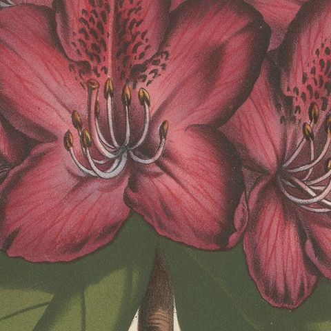Othello Rhododendron Botanical Illustration by Louis van Houtte, 19th Century, close-up 6