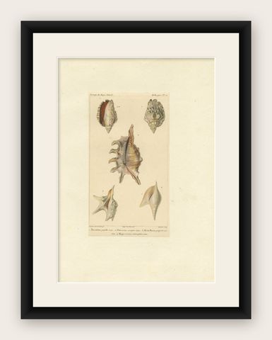 Original Antique Print of Various Conch Shells, c.1829, shown framed