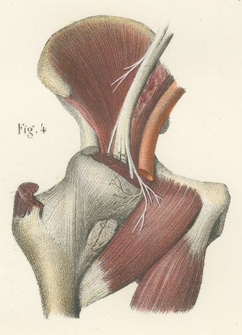 Nerves of the Joints, Antique Hirschfeld Anatomy Print, 1866, view 5