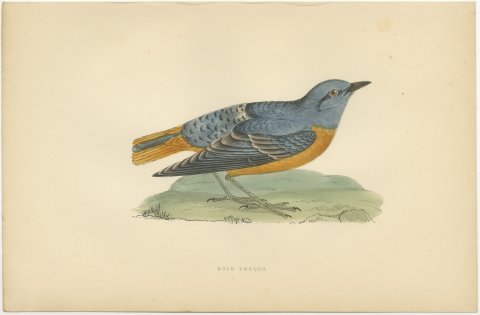 Rock Thrush on a Grassy Mound, Hand Colored Bird Print, Morris, 1896, view 2