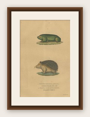 Subterranean Marvels: The Cape Golden Mole and the Common Hedgehog, 1845, shown framed
