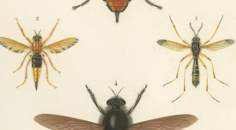 Antique Dipteres Engraving, Giant Flies & Robber Flies, circa 1800, close-up 2
