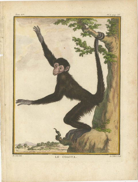 Set of 3 Antique Monkey Prints, Capuchin Species, Spider Monkey, view 3