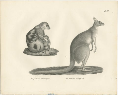 19th-Century Lithograph of a Spotted Phalanger and Woolly Kangaroo of Australia, view 2