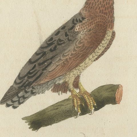 Six Hawks and Buzzards, Birds of Prey, Antique Bertuch Print, circa 1805, close-up 4