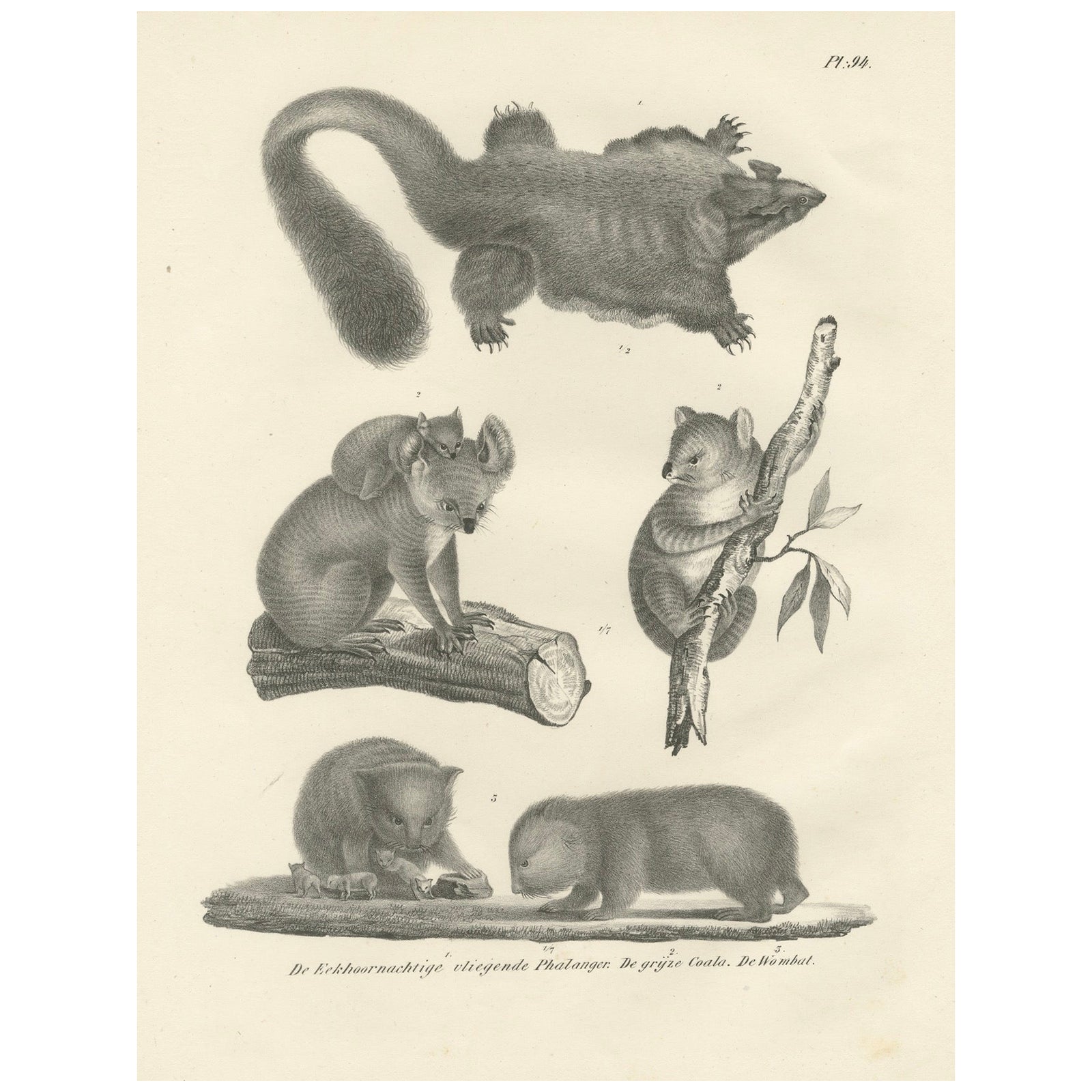Rare 19th-Century Lithograph of Exotic Marsupials: Koala, Wombat & Phalanger