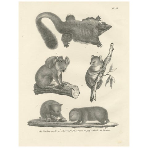 Rare 19th-Century Lithograph of Exotic Marsupials: Koala, Wombat & Phalanger