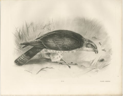 Antique Honey Buzzard Bird Prints by Lilian M. Medland, Set of Two, 1908, view 3
