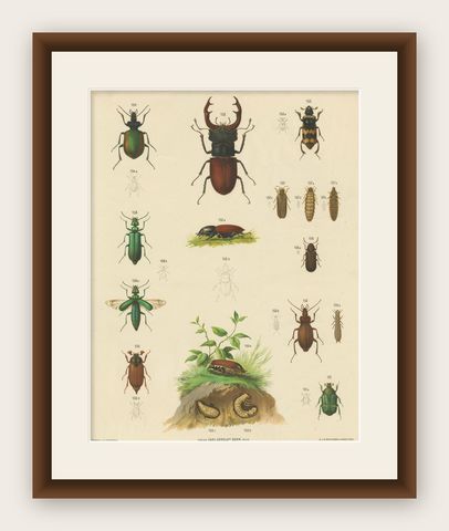 Large Antique Educational Poster of European Beetles and Larvae, c.1880, shown framed