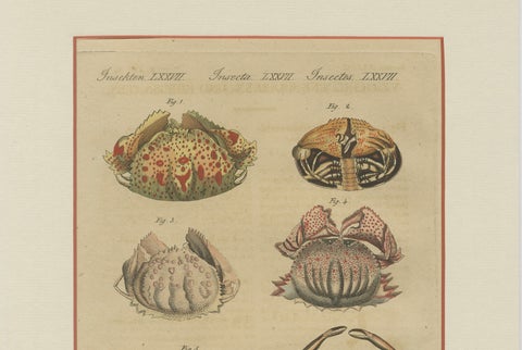 Antique Calappa Box Crabs & Exotic Crabs Engraving, Bertuch, 1813, close-up 5
