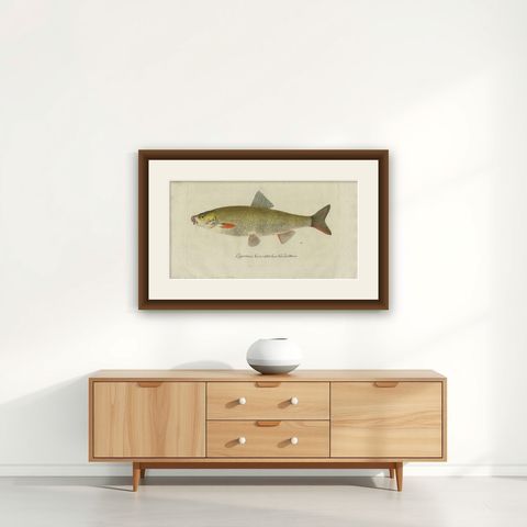 Antique Fish Print 'Cyprinus Nasus' by C. von Meidinger, 1785, shown framed on a wall