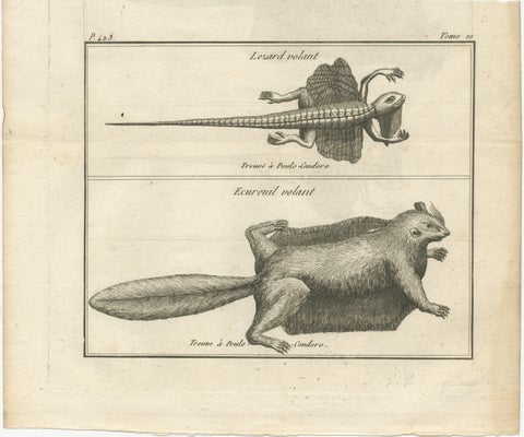 Flying Lizard and Flying Squirrel, Antique Engraving, Poulo Condore, c.1770, view 2