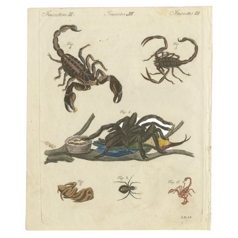 Original Antique Print of Tarantula, Spiders and Scorpions by Bertuch, c. 1790, view 2