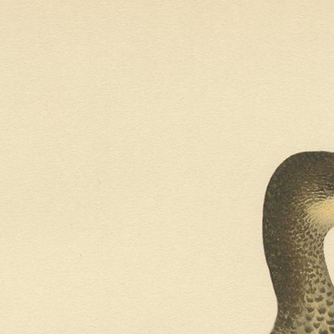 Antique Bird Print of a Young Great Cormorant by Von Wright, 1929, close-up 1
