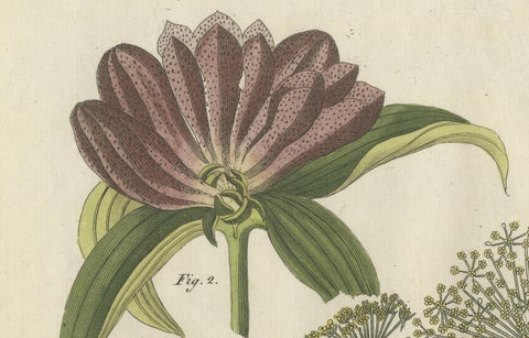 Galbanum and Hungarian Gentian: Rare Medicinal Plants Illustrated, 1805, close-up 3